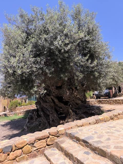 Lucius_Gellius's tweet photo. Kavousi, Vouves, Samonas ou Kato Tripodo ... ça ne vous dit rien?

En #Crète ce sont les 4 plus vieux oliviers... imaginez que leurs olives, qu'ils produisent encore, étaient probablement au petit dejeuner des Minoens ou que leurs branches ont couronnés les vainqueurs des 1ers jeux athletiques au XVe siècle avant notre ère!