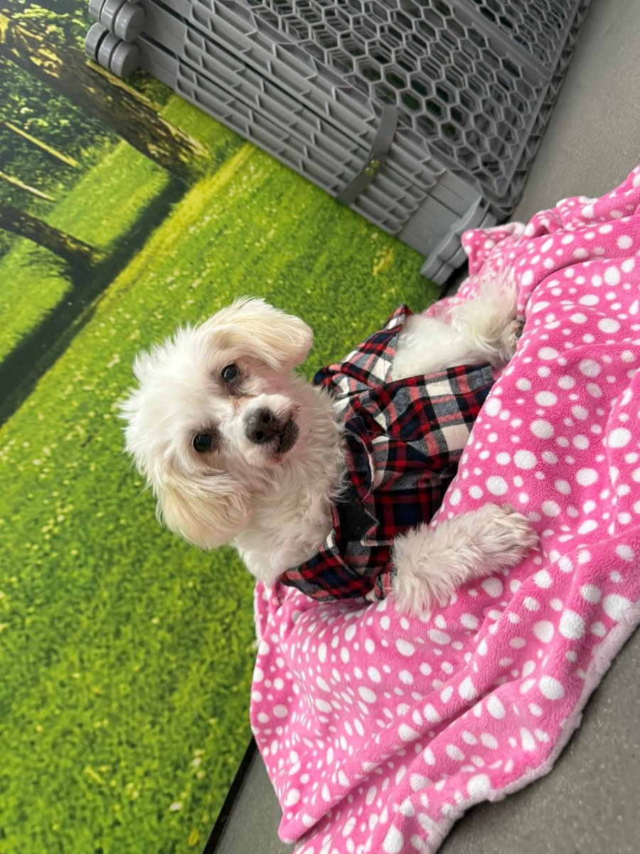 BigsaviOne's tweet photo. Come meet handsome 10 year old blizzard 🐾🩷🫧 neutered and he has all his vaccines he’s ready to find his furever home 🐾🩷 he’s very very well behaved and potty trained 🐾 https://t.co/1ZRNgVkJ26