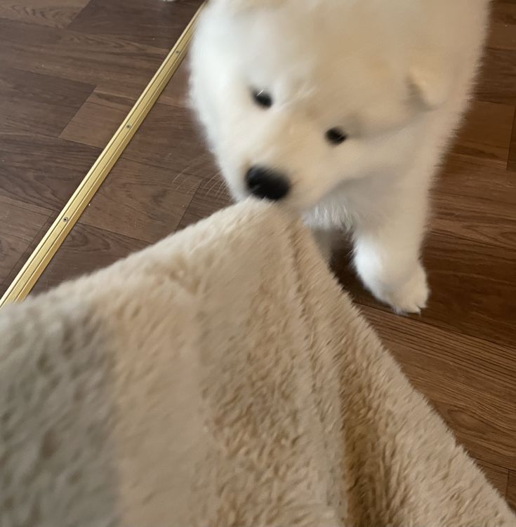 PawViral's tweet photo. https://t.co/pW4qZRFGVx