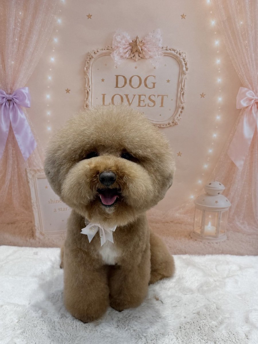 the_cavapoo tweet picture