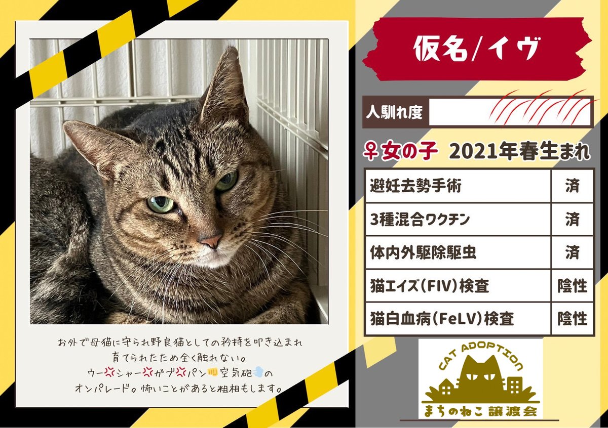 machinoneko2026's tweet photo. 🖼️ポスター参加🖼️

ノヴァくん♂
推定6〜7歳

イヴちゃん♀
5歳 https://t.co/gxMMHiZVuP