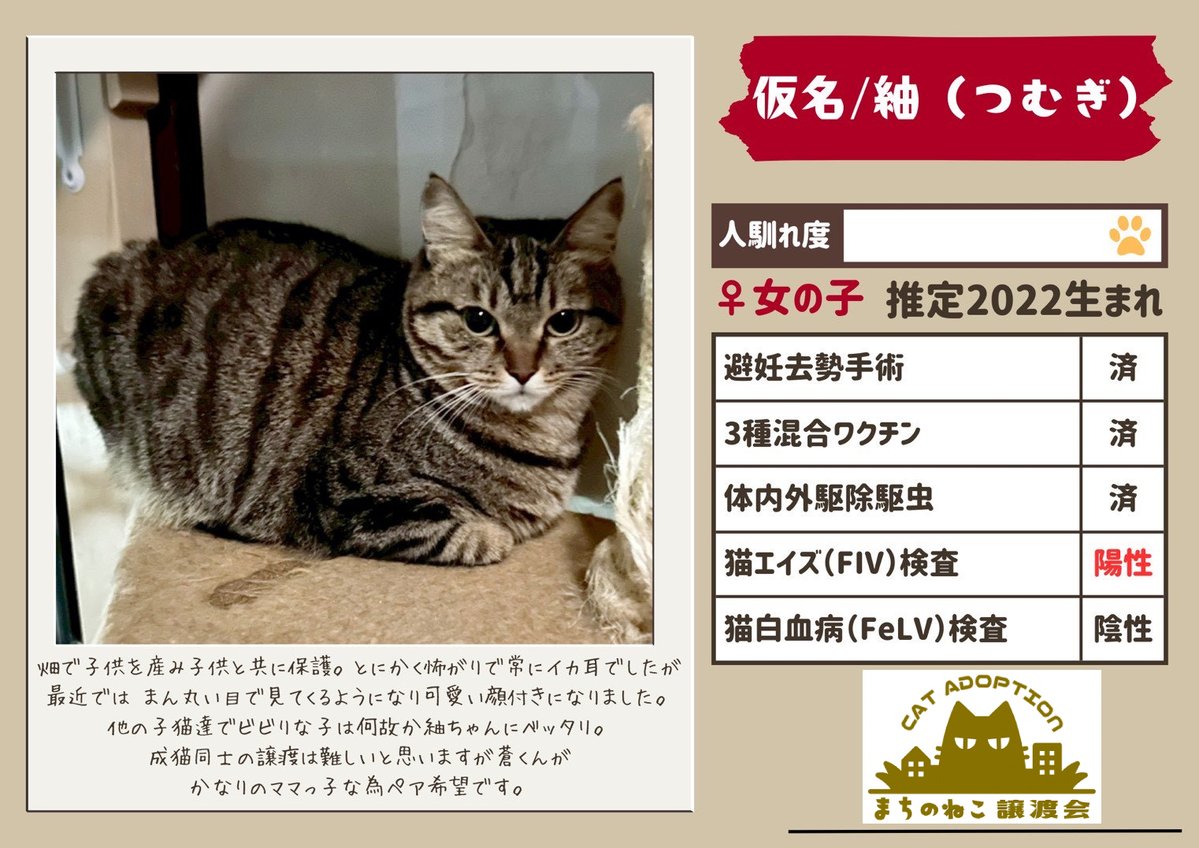 machinoneko2026's tweet photo. せつちゃん♀
推定3〜4歳

あきくん♂
生後10ヶ月歳

ふゆくん♂
生後10ヶ月歳

紬ちゃん♀
推定3～4歳歳 https://t.co/SsrdibRPFM