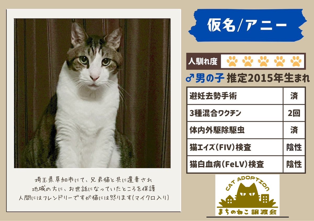 machinoneko2026's tweet photo. アニーくん♂
推定11〜12歳

まーくん♂
推定1〜2歳

豆大福くん♂
推定3〜4歳

ホワイトちゃん♀
推定3～4歳 https://t.co/63SfqfLrFI