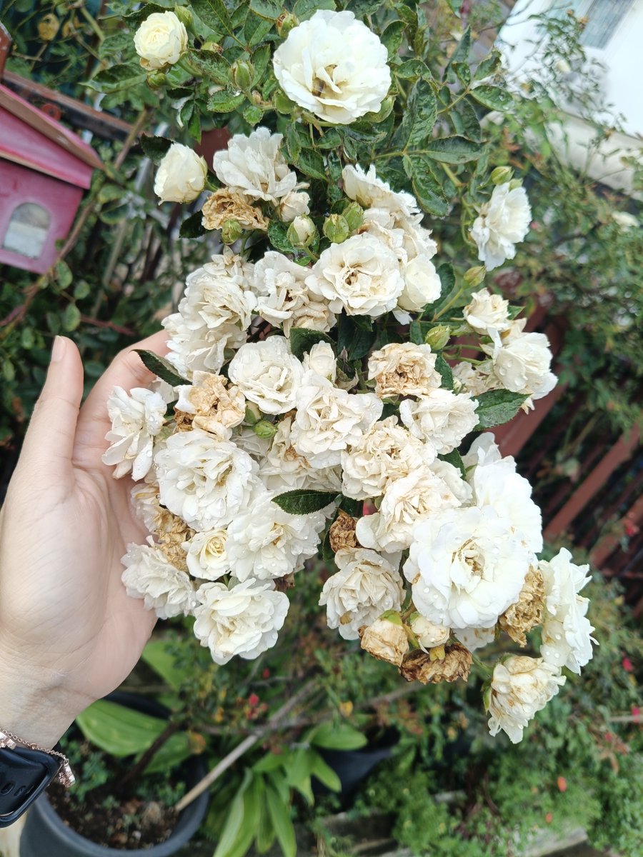 reonaeve's tweet photo. ช่วงนี้ฝนตกบ่อย ดอกกุหลาบช้ำน้ำไปหมด น่าเสียดายอุตส่าห์ออกช่อใหญ่ๆ มาให้เราได้ชื่นชม https://t.co/E40iDLdmWj