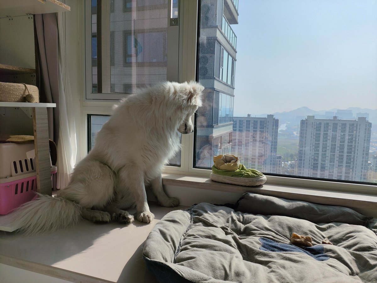 MurielNoye44895's tweet photo. My lazy pup curled up on the windowsill with me today—sunshine, snuggles, and zero plans make the best kind of weekend. https://t.co/pRfRe9vHWV