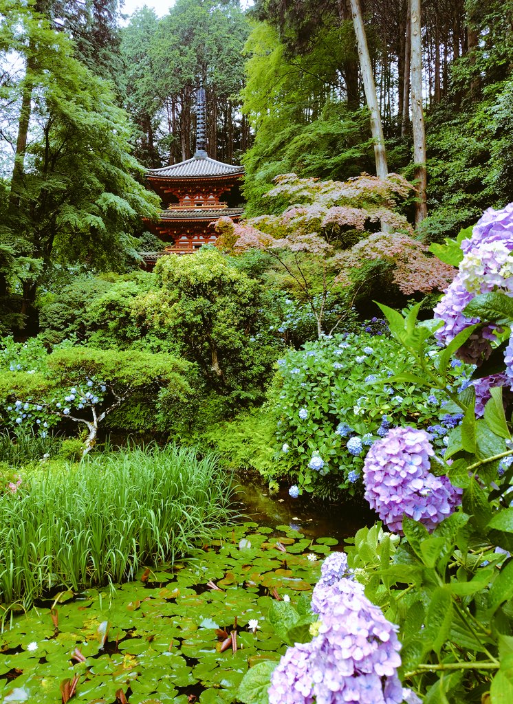 tomokolon1's tweet photo. 3年ぶりの岩船寺（京都府木津川市）
前回来たのはさいたまLIVEの前、明後日はフェスティバルホール、1月行けなかったから久しぶり❣️
フェスの3階に慣れつつあるの😂 https://t.co/TlRrpcAshL
