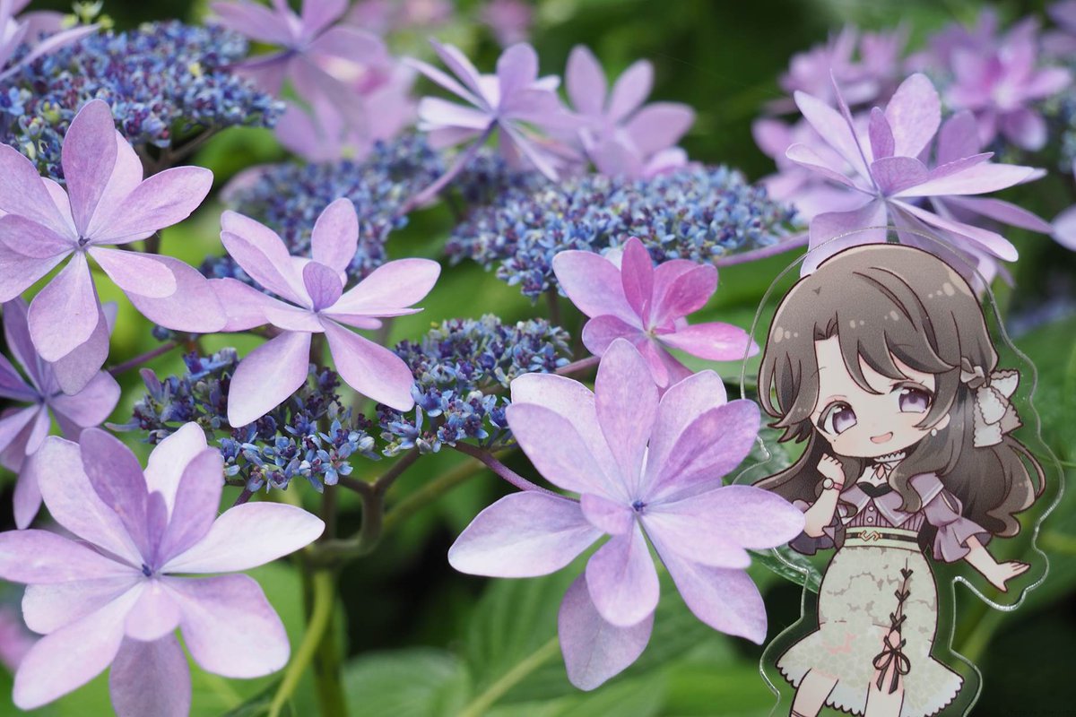 gomineko2's tweet photo. 一昨年撮ったのとは多分違う種類の紫陽花っ
#麗志坂えす https://t.co/lXxKcrb1YA