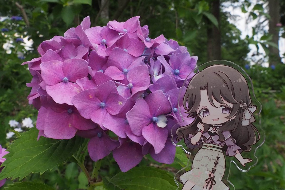 gomineko2's tweet photo. 一昨年撮ったのとは多分違う種類の紫陽花っ
#麗志坂えす https://t.co/lXxKcrb1YA