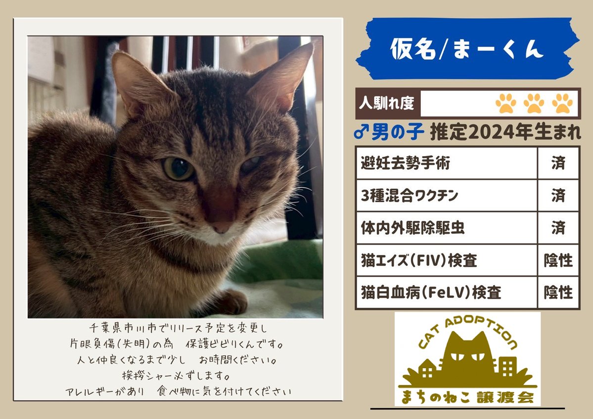 machinoneko2026's tweet photo. アニーくん♂
推定11〜12歳

まーくん♂
推定1〜2歳

豆大福くん♂
推定3〜4歳

ホワイトちゃん♀
推定3～4歳 https://t.co/63SfqfLrFI