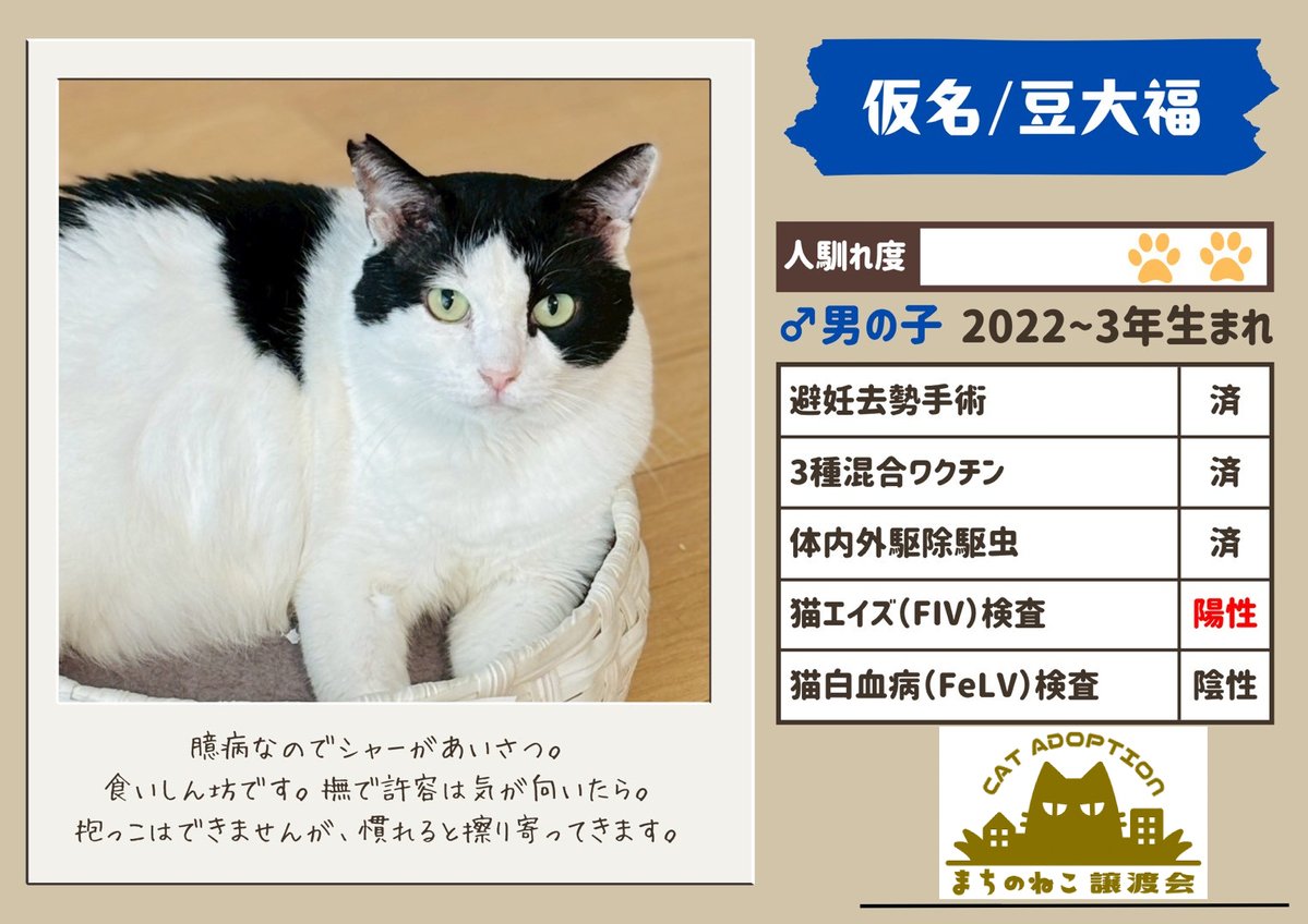 machinoneko2026's tweet photo. アニーくん♂
推定11〜12歳

まーくん♂
推定1〜2歳

豆大福くん♂
推定3〜4歳

ホワイトちゃん♀
推定3～4歳 https://t.co/63SfqfLrFI
