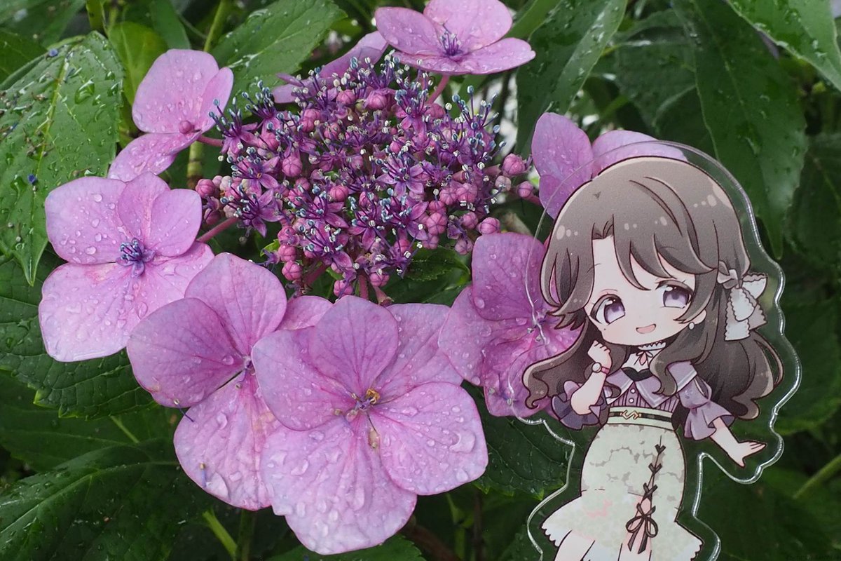 gomineko2's tweet photo. 一昨年撮ったのとは多分違う種類の紫陽花っ
#麗志坂えす https://t.co/lXxKcrb1YA