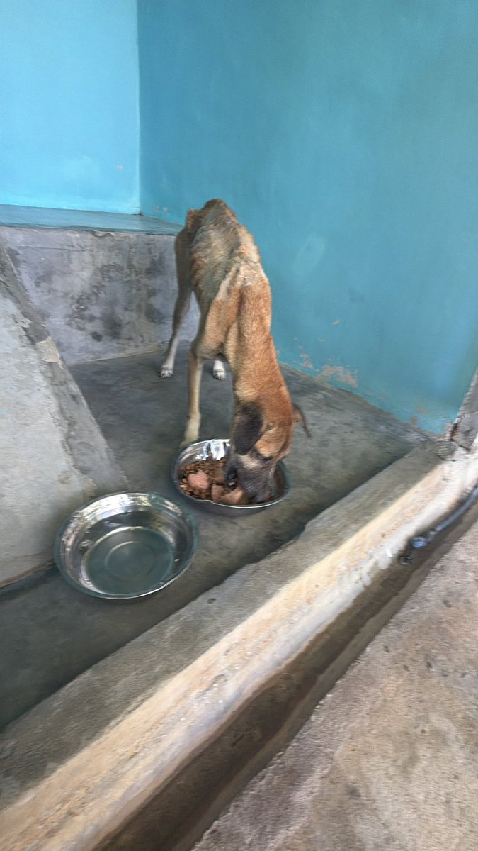 NiallHarbison's tweet photo. Even I have to go back and look at the photos to see how bad he was. 

The vets told he they didn’t know how we alive after seeing his tests. 

He kept collapsing with me on day 1 (2/7) https://t.co/fyWTgnDyh1