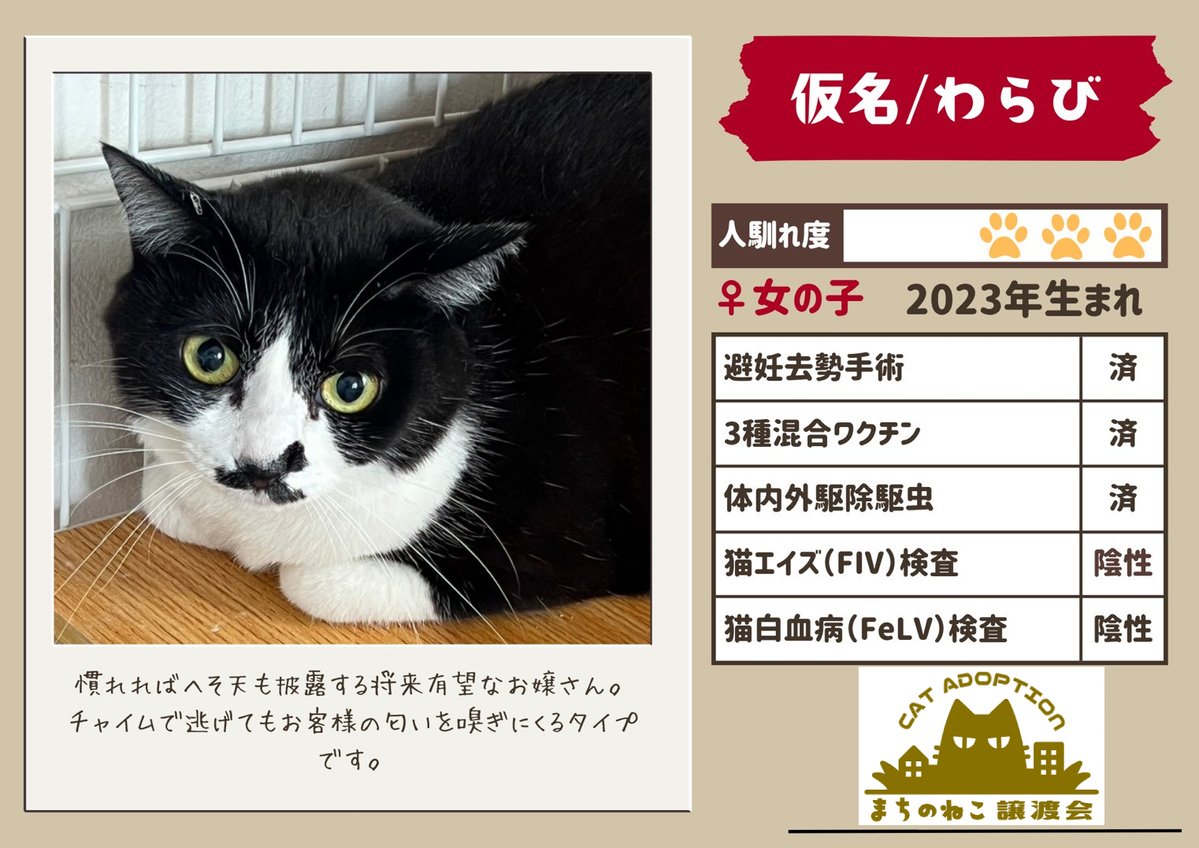 machinoneko2026's tweet photo. モップちゃん♀
推定2〜3歳

わらびちゃん♀
3歳

ベルちゃん♀
推定1〜2歳

マミーちゃん♀
推定3～4歳 https://t.co/znr0AffwU0