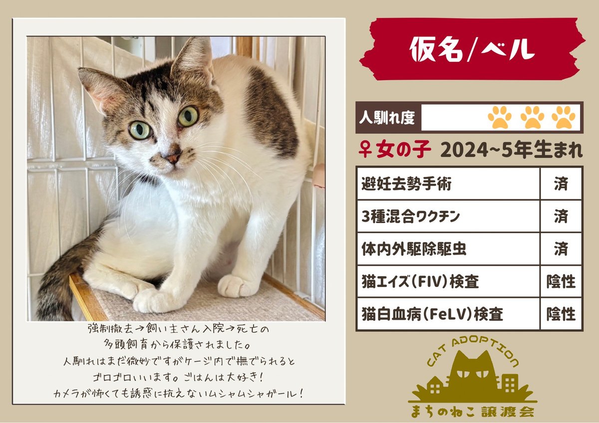 machinoneko2026's tweet photo. モップちゃん♀
推定2〜3歳

わらびちゃん♀
3歳

ベルちゃん♀
推定1〜2歳

マミーちゃん♀
推定3～4歳 https://t.co/znr0AffwU0