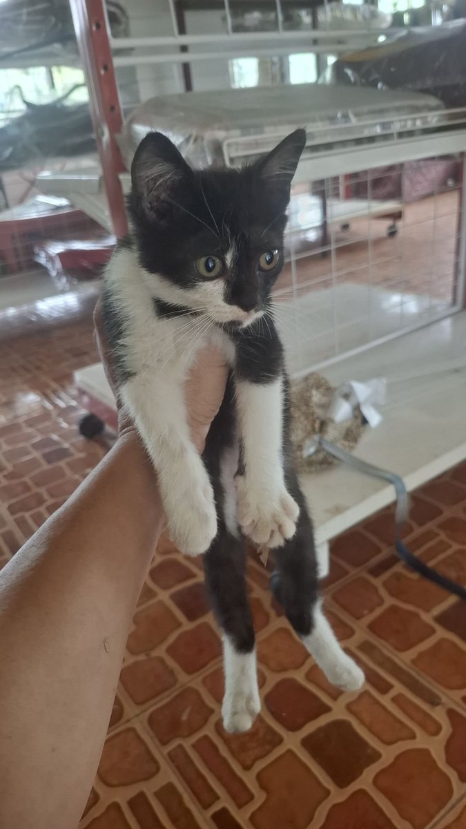 habanmeow's tweet photo. น้องแมวหาบ้าน มีคนเอามาทิ้งค่ะ
-เพศเมีย ขี้เล่น ขี้อ้อน ใส่ถุงเท้าครบ 4 ข้างด้วยค่ะ
-อายุประมาณ 2-3 เดือน
-พิกัดพังขว้าง สกลนคร หรือมาดูแมวได้ที่บ้านสวนโอทอป
-สนใจอุปการะติดต่อคุณ @muhndeity ได้เลยค่ะ
#แมว #แมวหาบ้าน #หาบ้านให้แมว #หาบ้านให้น้องแมว #ทาสแมว #แมวจร https://t.co/kN1f2rncND