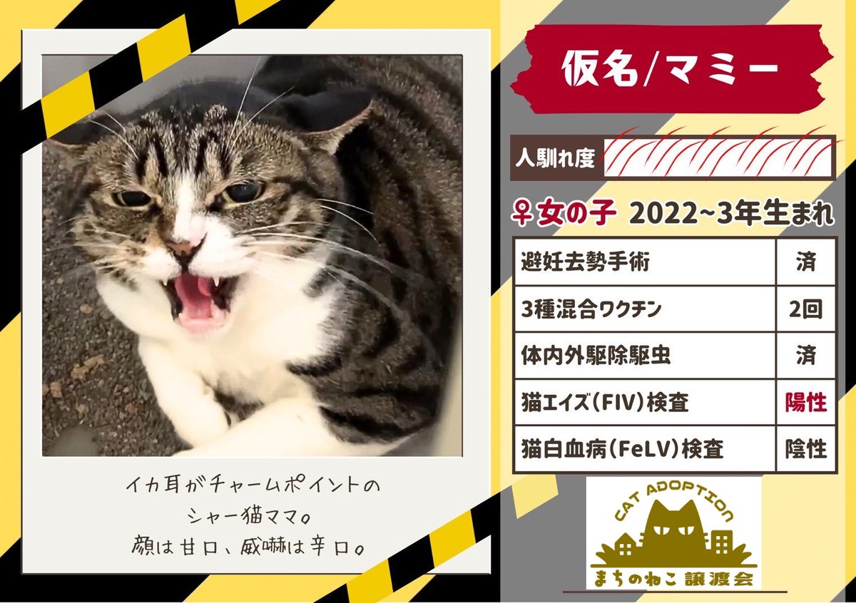 machinoneko2026's tweet photo. モップちゃん♀
推定2〜3歳

わらびちゃん♀
3歳

ベルちゃん♀
推定1〜2歳

マミーちゃん♀
推定3～4歳 https://t.co/znr0AffwU0