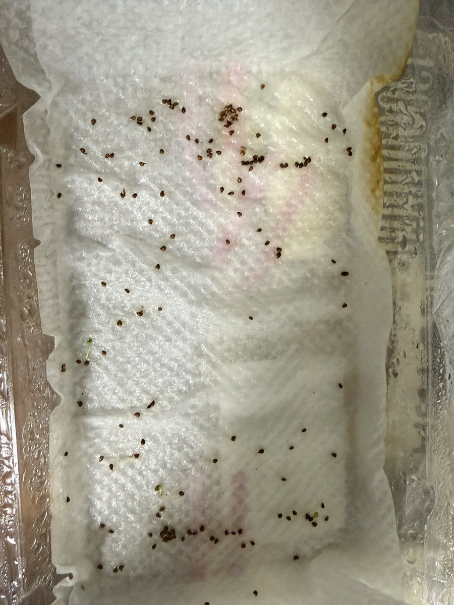 rise0401's tweet photo. 5/23（遡って1週間は冷蔵庫）に蒔いたイチゴの種
6/2の時点での写真 https://t.co/Yu1tblhSIp