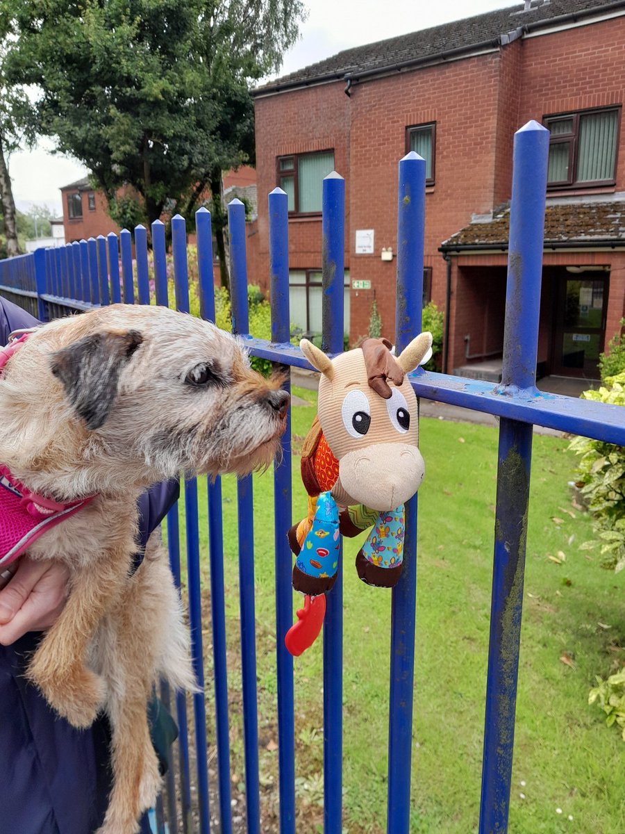 steelygreyste's tweet photo. Heidi not too sure about this new Toy Story 5, poor Bullseye lost in Prestwich. Hopefully he gets home
#Randomshit #BTposse https://t.co/GpS34yAzx6