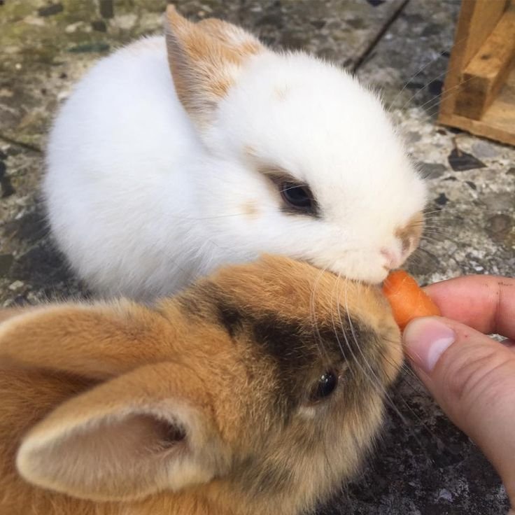 bunnydailylife's tweet photo. Enjoying the taste of strawberry 🍓 https://t.co/LJkUyVCPZM