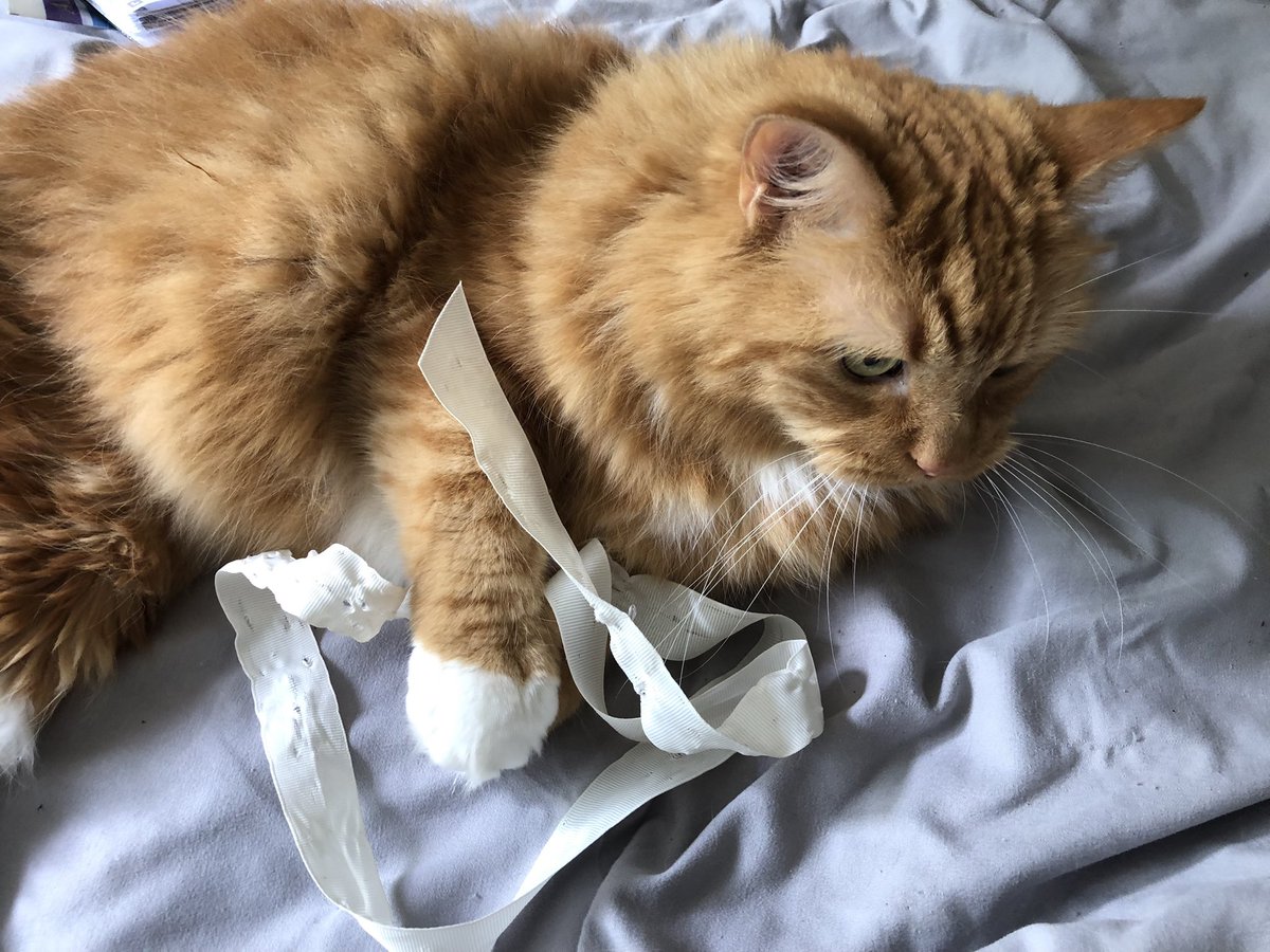EricTheCat_Bham's tweet photo. Do not touch the ribbon. Never touch the ribbon.
#Cats #Hedgewatch #Caturday #GingerCat #BiteyCat https://t.co/6SdoGh6mWV
