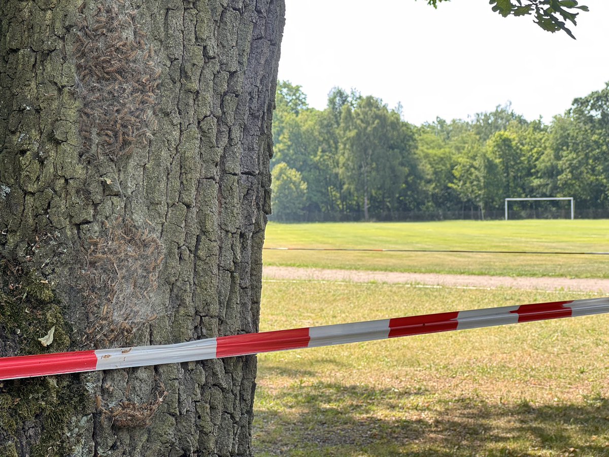 snow73's tweet photo. Fußballsommer 2026 in #Berlin - im nächsten Jahr brauchen wir viel mehr Prävention gegen #Eichenprozessionsspinner  auch in Landschaftsschutzgebieten  #Fußball #Sport https://t.co/0ttDhNl7C3