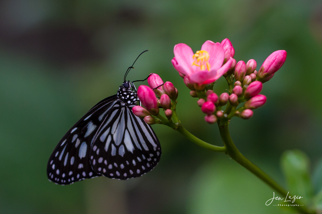 JenniferLuzio's tweet photo. Butterflies are such wonderful subjects for macro photography https://t.co/5lwkhiR1wK