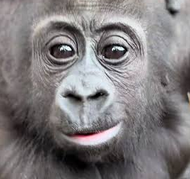 gorilla_tiny tweet picture