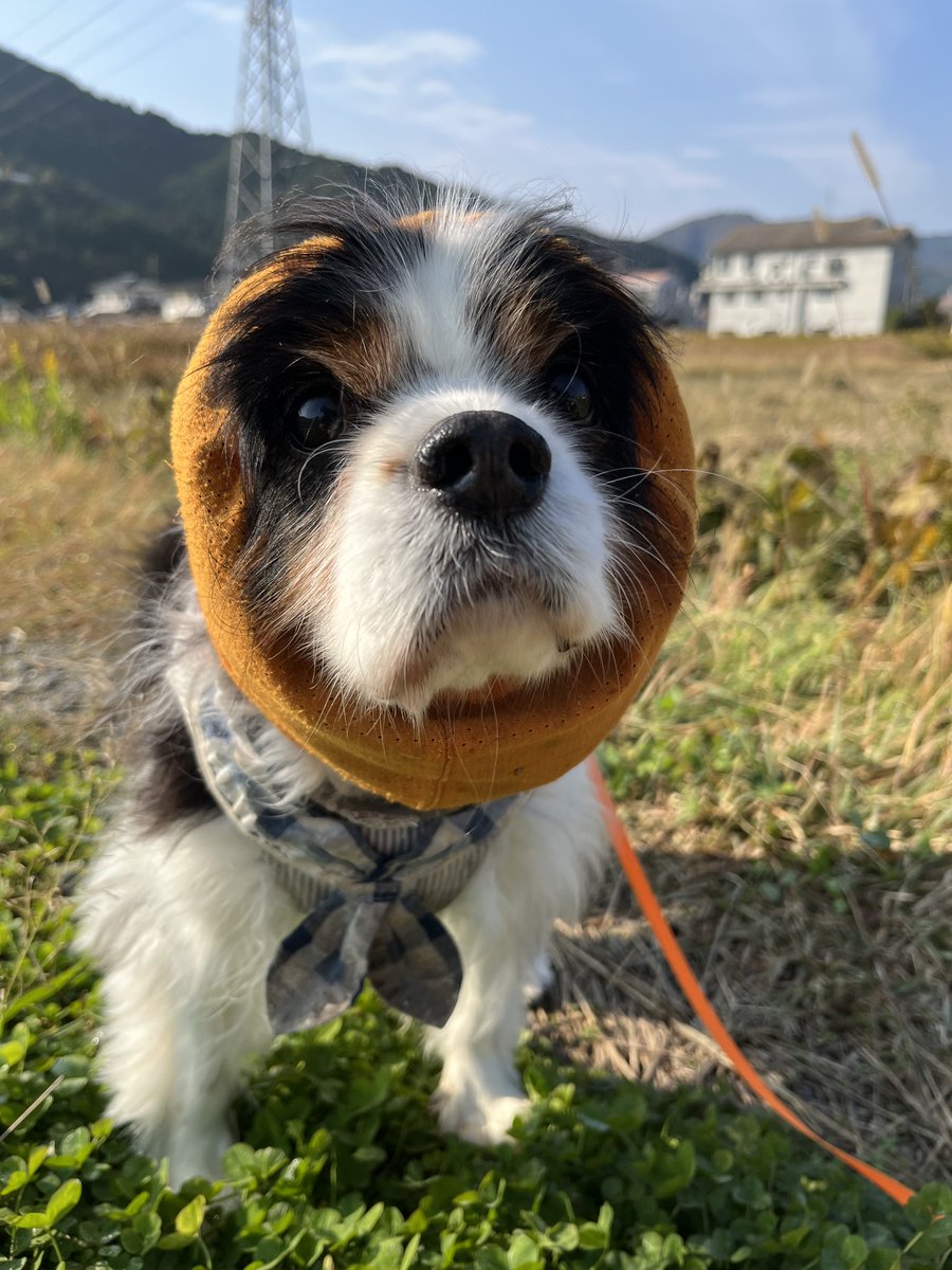 cavalier_sakura's tweet photo. 昨日6月19日はさくらの月命日でした。1年6か月。まだまだ寂しいよ。写真は亡くなる1ヶ月ほど前。

＃キャバリア
＃お空組 https://t.co/ctFwG6gEjq