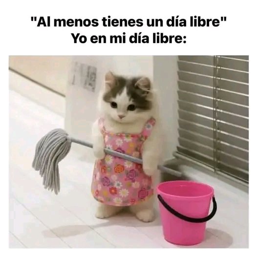 tiofelino2's tweet photo. Día libre 🐱🐾 https://t.co/UFoZOvaumo