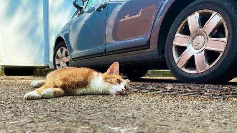 TheStourbridge's tweet photo. Back on car park duties.

I call this manoeuvre “Strategic Tarmac Occupancy.”

The FC says this isn’t how parking attendants work. 

The FC lacks vision https://t.co/3aIaHb3ht8