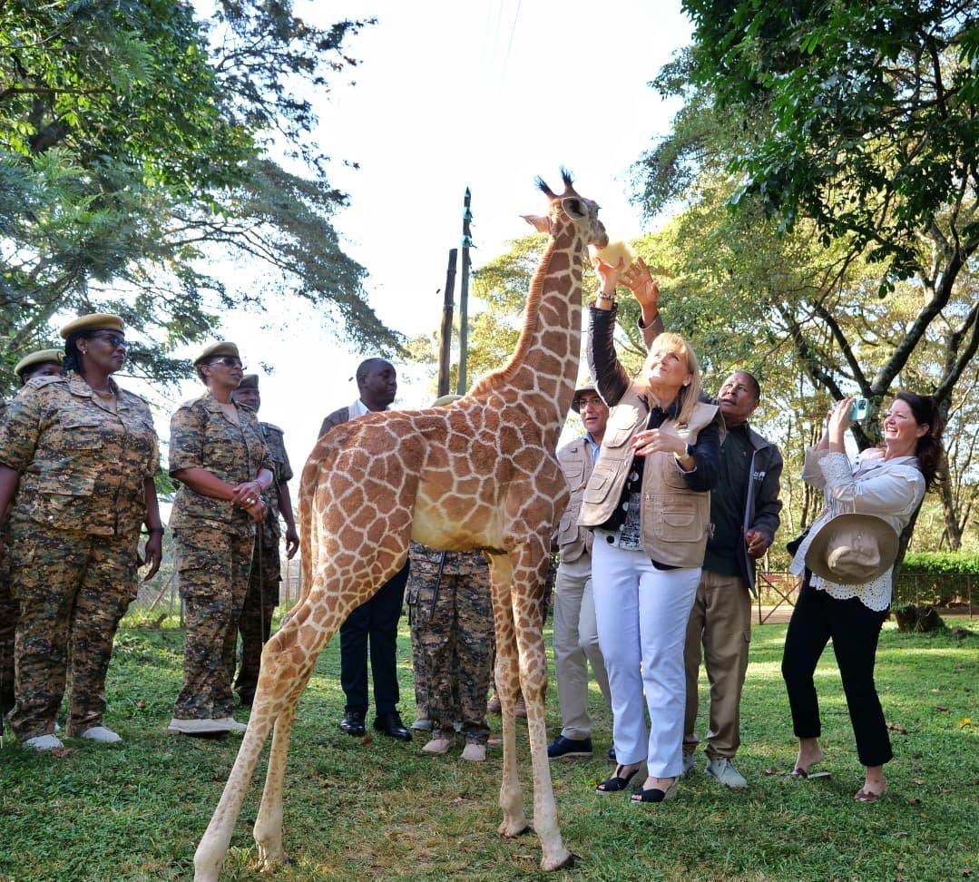 GGuevaraM's tweet photo. Impresionante los esfuerzos
de conservation del Gobierno en Nairobi Kenia. Está bebé jirafa perdió su mamá y en el orfanato de animales la cuidan y alimentan cada 4 horas con su leche . La hemos adoptando ! Que belleza y gran experiencia! @magicalkenya  felicidades por el gran trabajo !