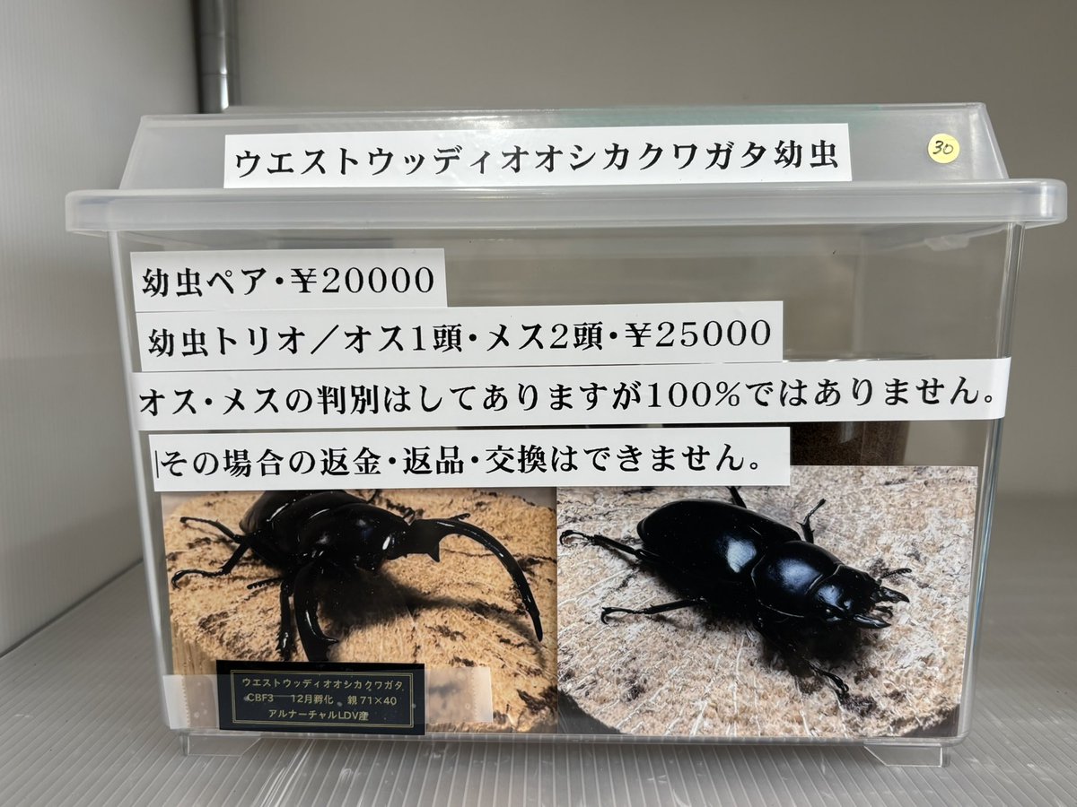 オオクワガタ販売・オオクワフィールド (@ookuwafield) / Posts / X