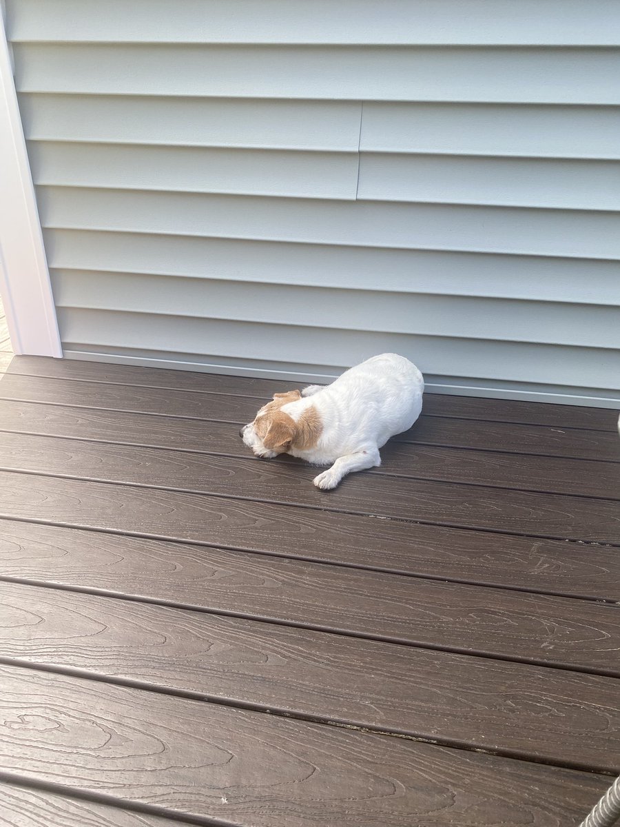 DaisyMaeJack's tweet photo. Post pawtrol and Saturday eggy nap. 😴🐾♥️ #saturdayspeed #WeekendVibes #dogsofX https://t.co/mGuVdHcc9y