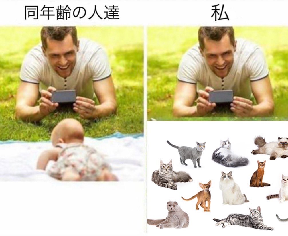 おはようねこさん。 tweet media