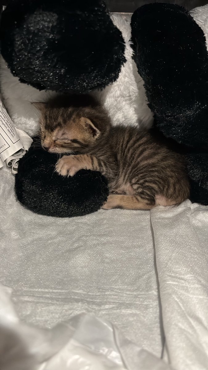 benmonis's tweet photo. Seni her şeyden korumak istiyorum 🥹 
Mona abla oldu 🍼🤍 https://t.co/PXDV82eJCU