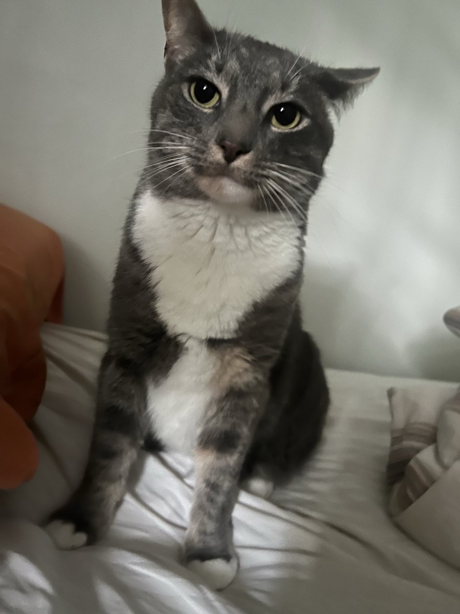 catdiscducks tweet picture
