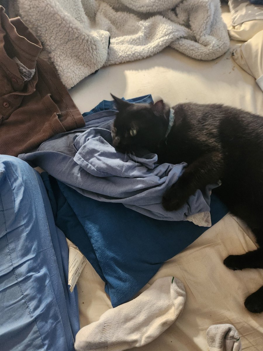 LordPurrdemort's tweet photo. I helped my mommy fold laundry! https://t.co/YdF7caK3rv