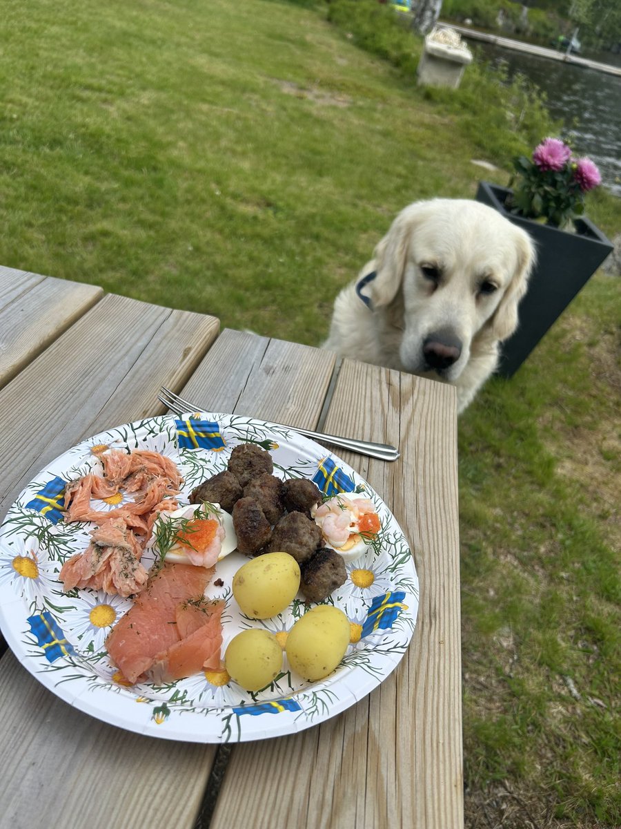 emlaux's tweet photo. Happy midsummer everyone! (Glad midsommar!) 🇸🇪☀️

🐕 - Apollotheswedishgolden (IG/TT)
🐈 - Uffetheorangecat (IG/TT) 
#goldenretriever #orangecat #midsummer #midsommar https://t.co/fWzCP5SVeC