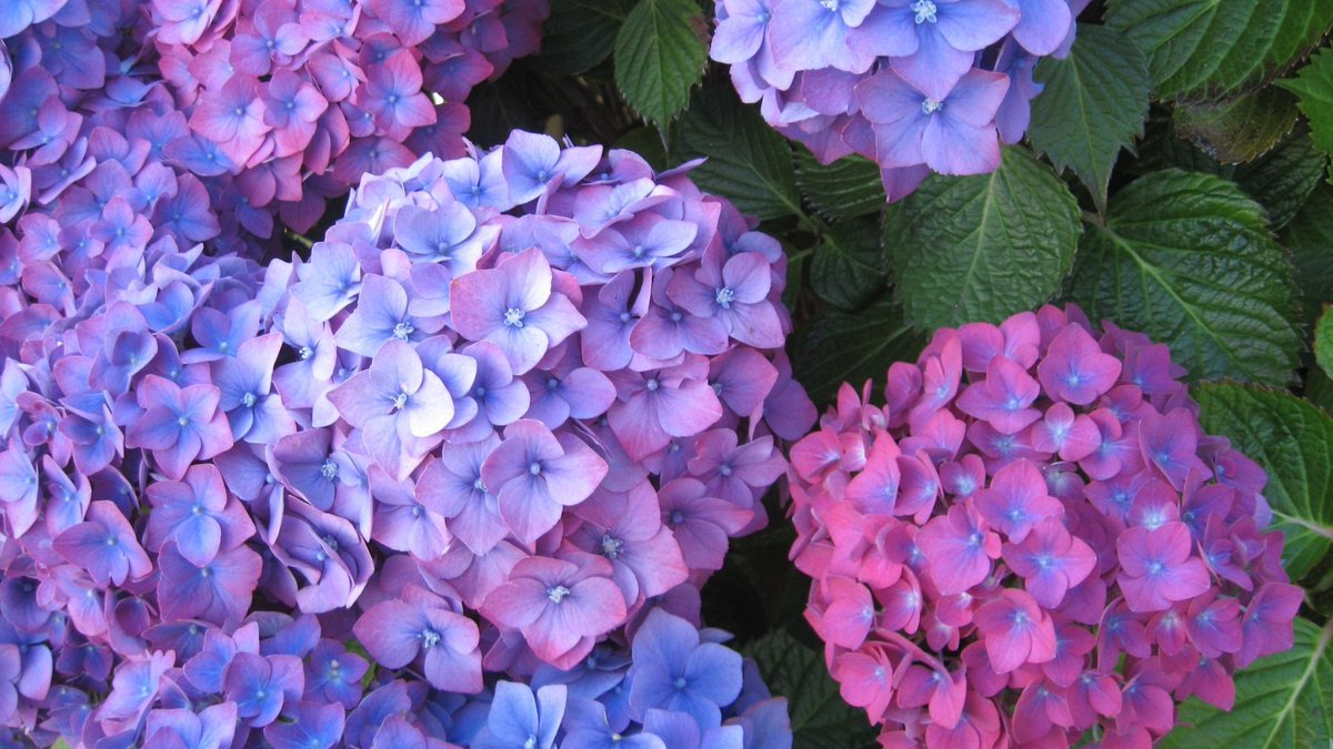 feel_good_'s tweet photo. 梅雨の頃に咲く紫陽花。
道端などに咲いていると綺麗だなと思えるが、「好きか？」と聞かれると、つい「いいや」と答えていた。
花言葉が「心変わり」だという理由だ。
そんな理由で嫌われていては、紫陽花がかわいそうだ。
生まれてはじめて先入観なしで紫陽花を見つめる。
雨の雫でみずみずしい。 https://t.co/3KmMXh8qoh