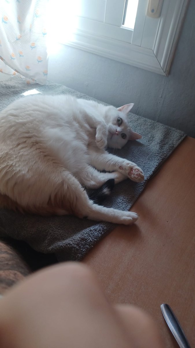 JustSpookyBoy's tweet photo. Mi gata normalmente: 😴😴😴
Mi gata en cuanto huele mi comida: https://t.co/poRIT9Ii8Z