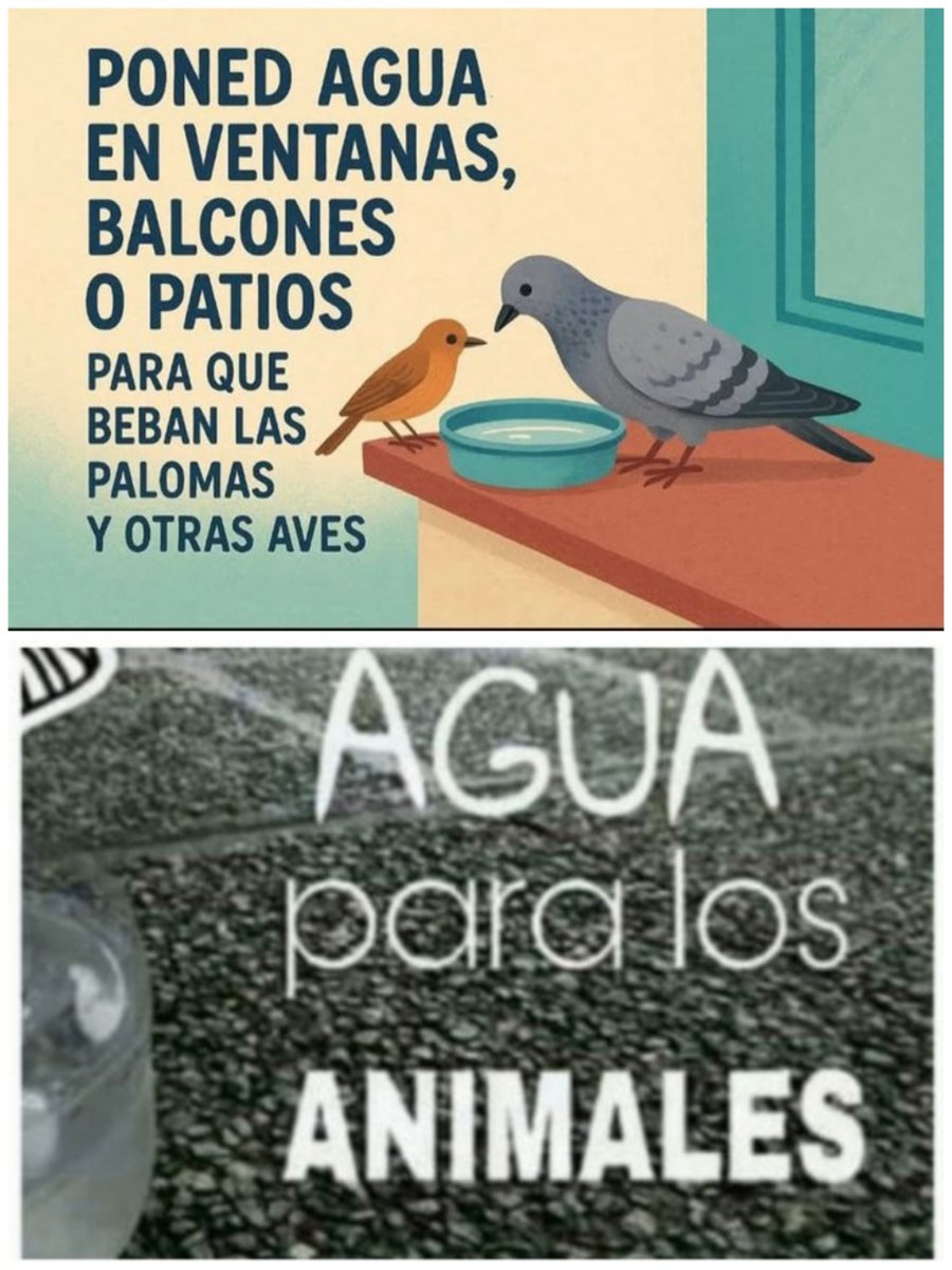 amaregar's tweet photo. ACCIÓN VIRAL
CAMPAÑA 
MUEREN DE SED 
#AguaParaLosAnimales
En tu barrio, en tu casa, en los negocios, coloca  recipientes con agua  para evitar que mueran de sed.
Poned agua en ventanas y balcones para las aves
También bebederos en árboles y exteriores
Gracias https://t.co/85uhNi7Zlp