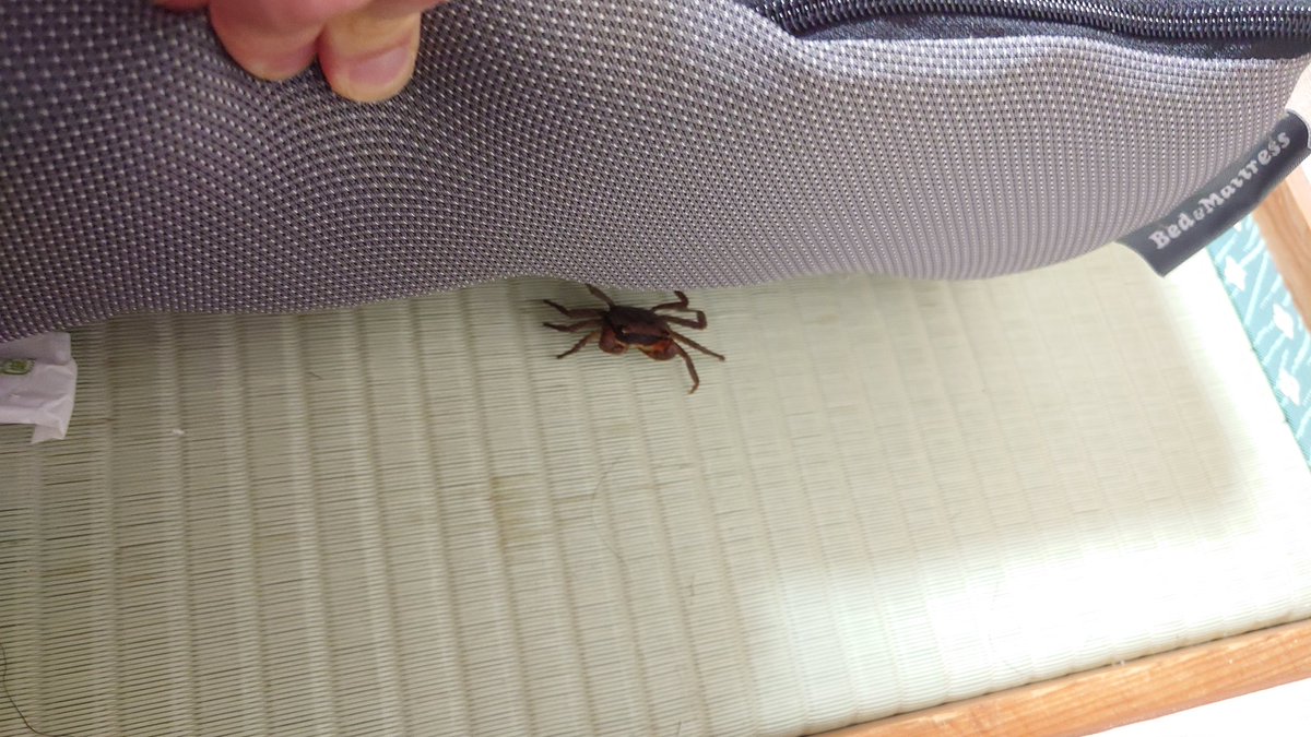 jon_clancy623's tweet photo. 蜘蛛とかならまだ分かるけどなんでカニが出てくるんだよ部屋に https://t.co/YhnrDHLIUk
