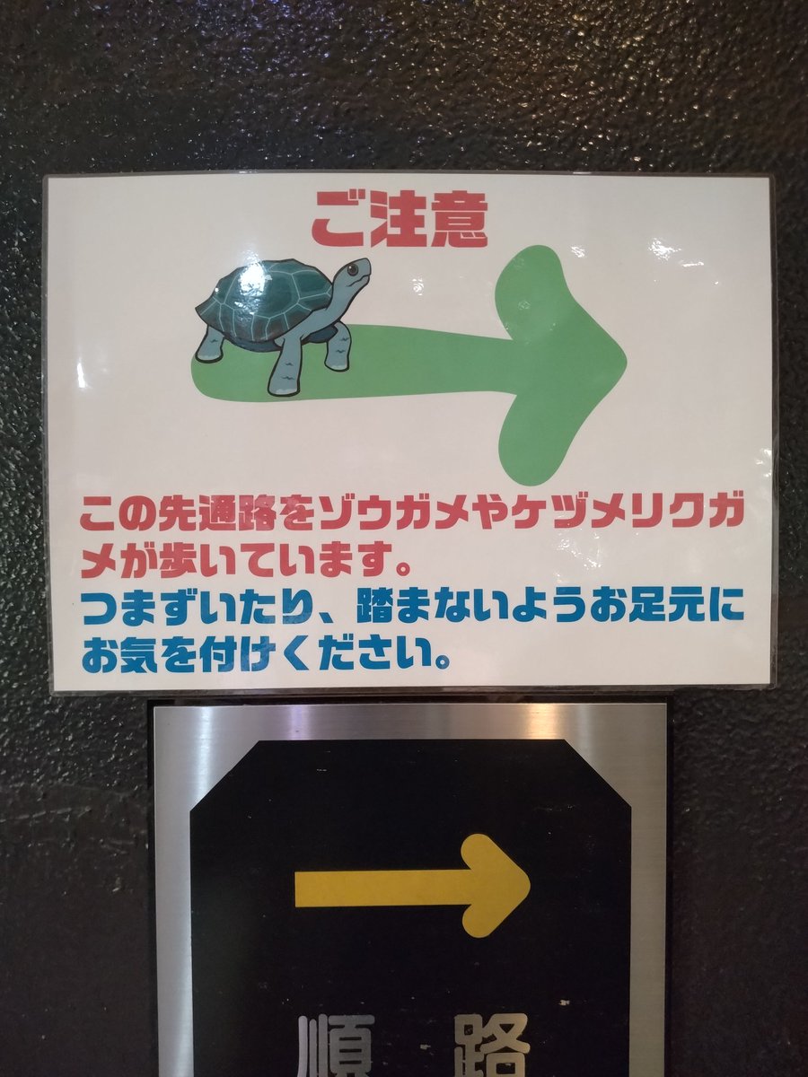 0enoz0's tweet photo. izoo

カメが放し飼いされてると書いてあるが、想像の20倍放し飼いされてた。 https://t.co/CE6NKes4hf
