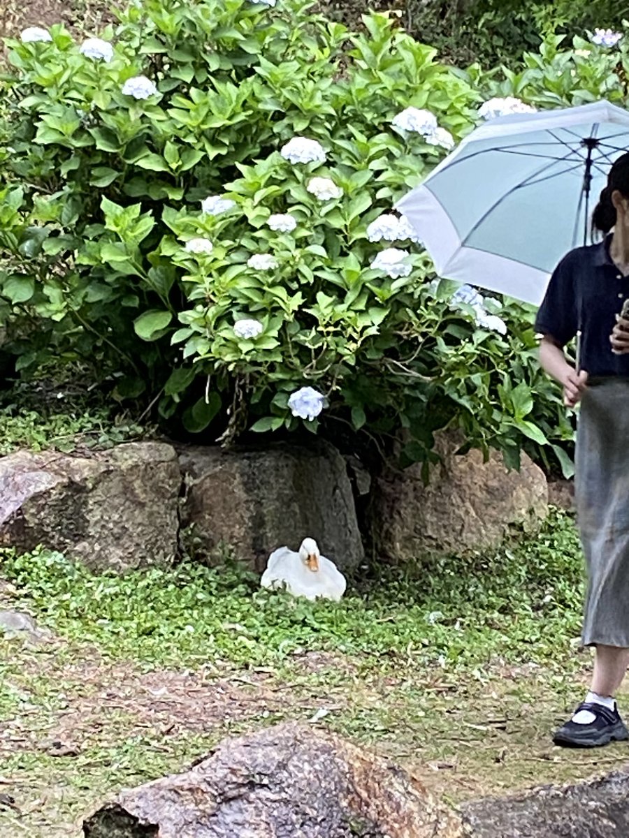 Elepireality's tweet photo. 雨引観音動物ちょいちょいで良いでござす🐥 https://t.co/q9APMuavUU