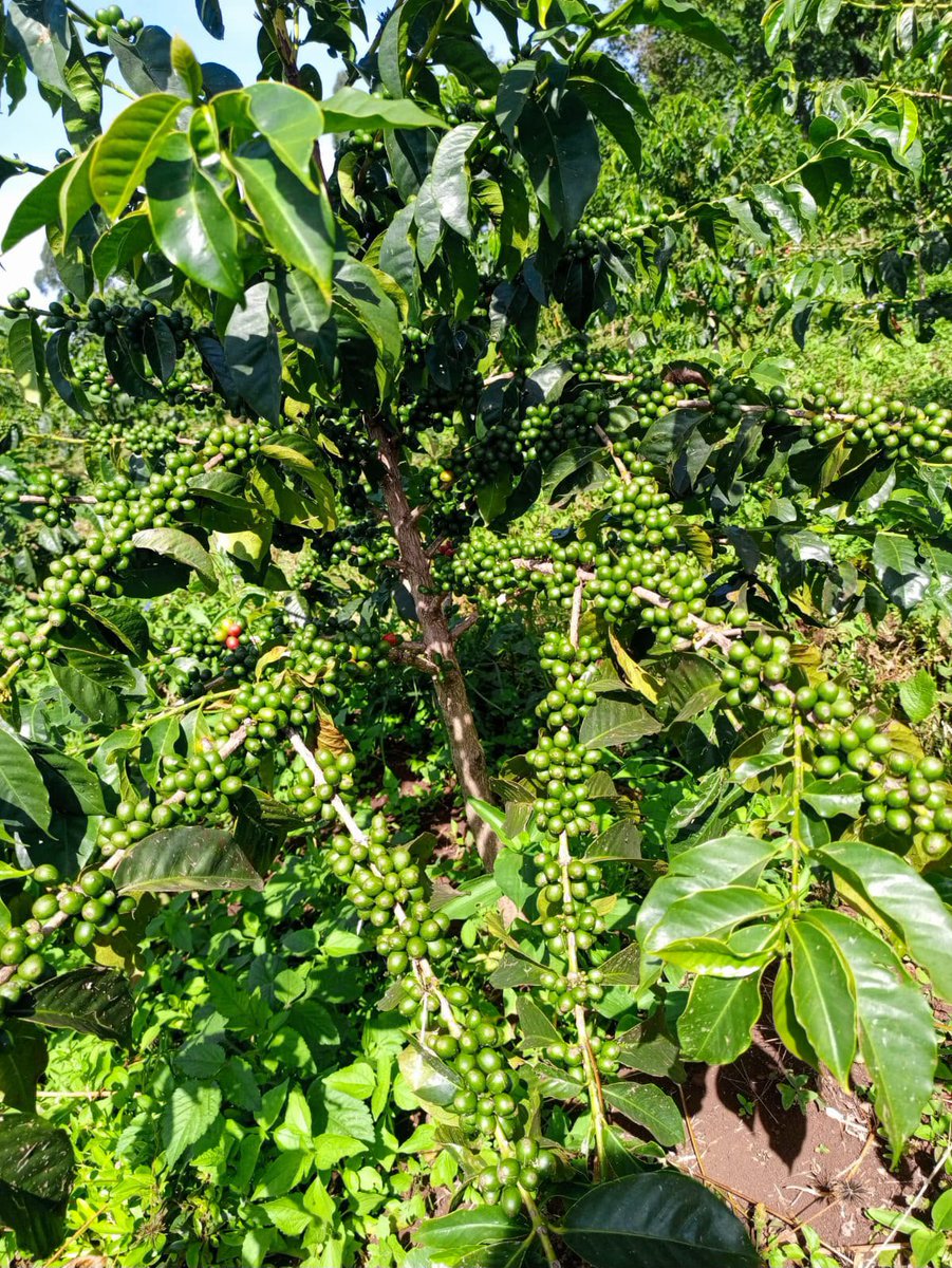 SirAlexKimutai's tweet photo. Coffee farming is picking up in most parts of the country thanks to increased earnings, with Good Agricultural practices one can greatly increase production and income. https://t.co/PzETxA0Jwl