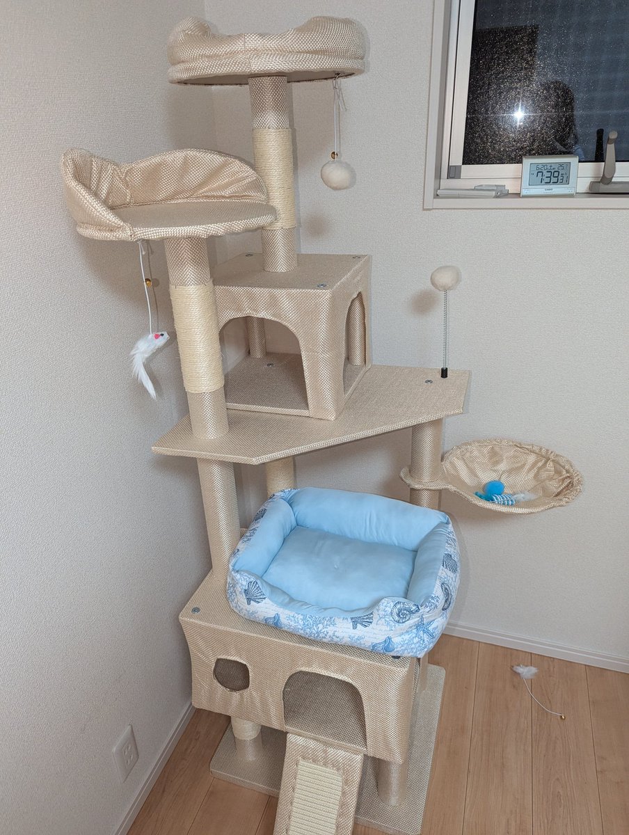 tempysame's tweet photo. 猫部屋にキャットタワーできたにだ！！ https://t.co/7fGKsU9fr5