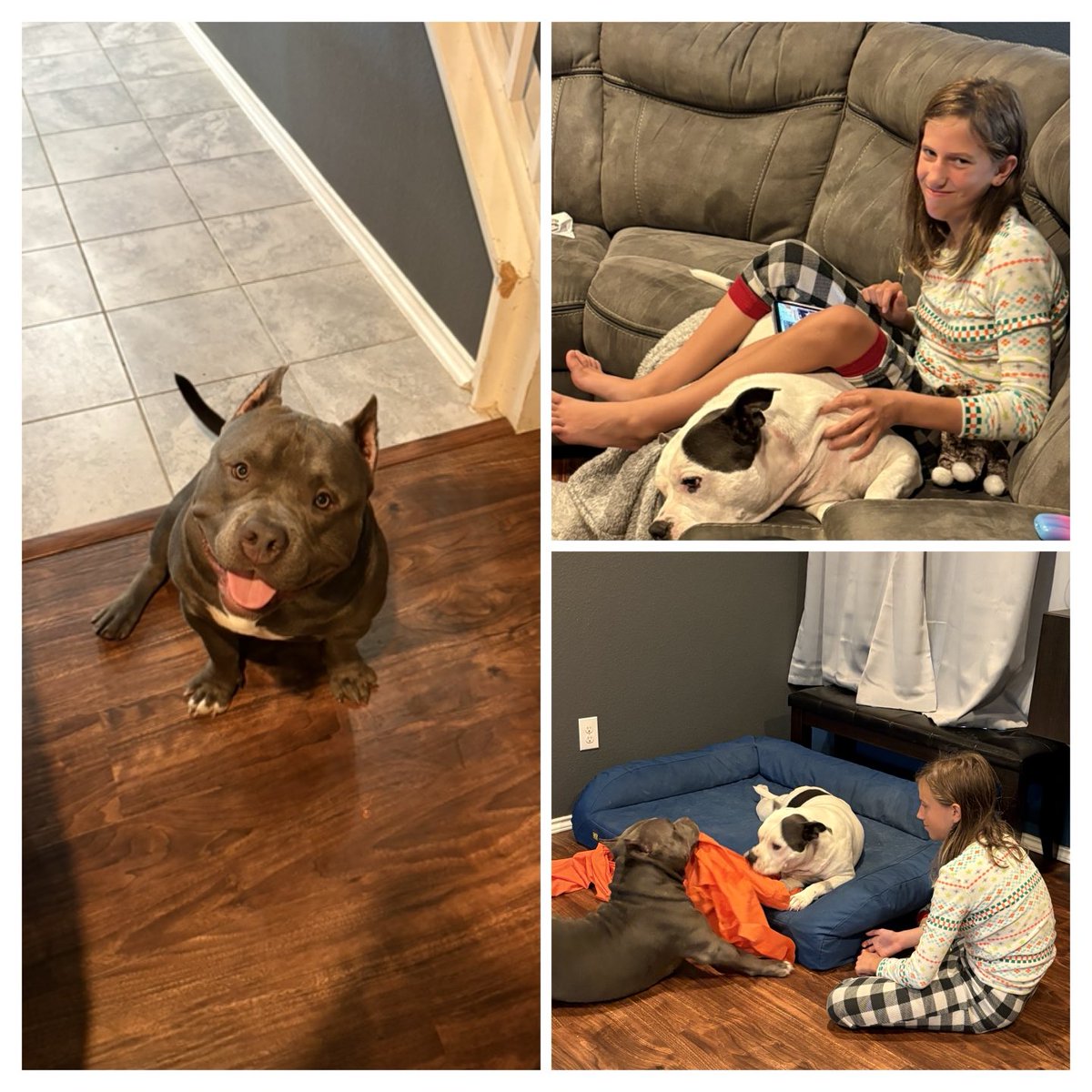 GizmoRazz's tweet photo. Been hanging with the grands this weekend. Puppies and child! https://t.co/QdExX6Lt01