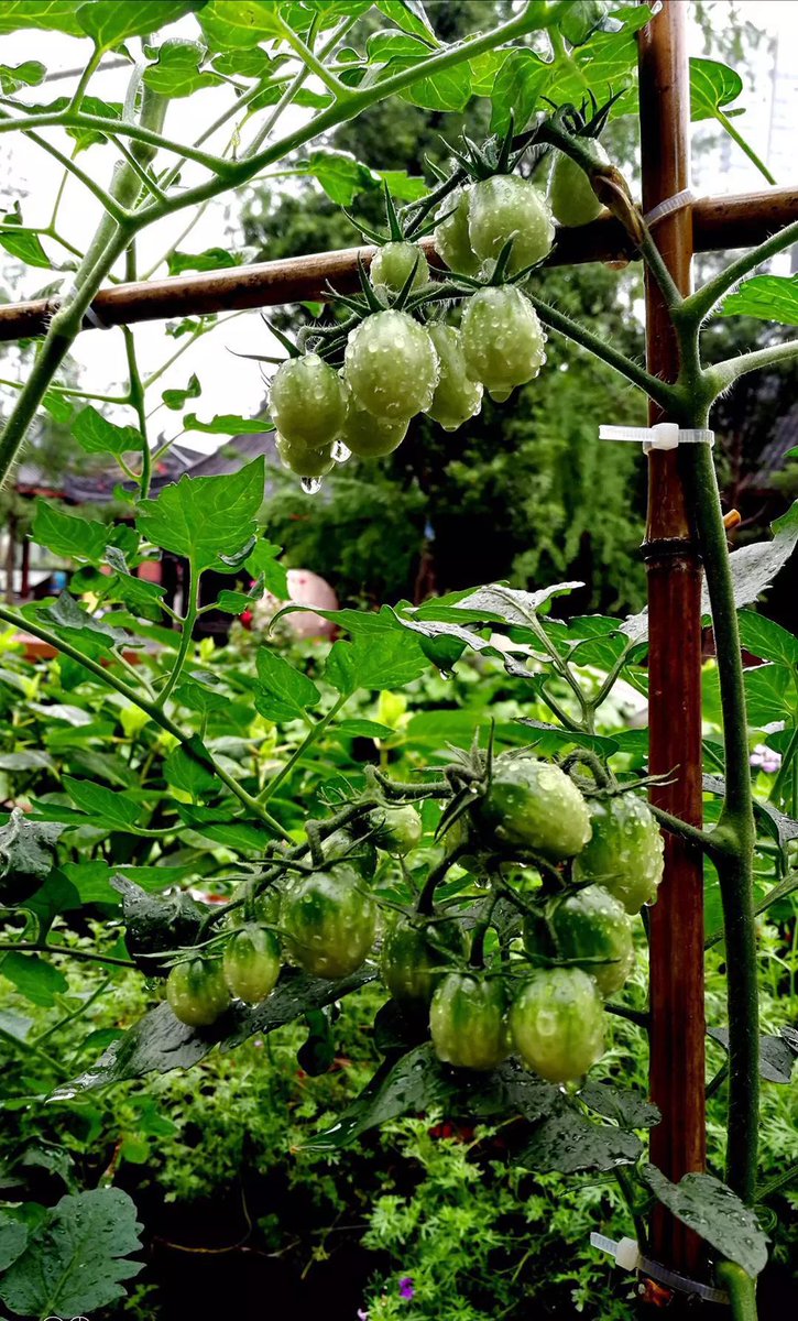 O2Ermak's tweet photo. Just tried the new organic cherry tomatoes! Bursting with juicy sweetness, perfectly firm texture, no bitter aftertaste—ideal for salads or snacking. 10/10 would repurchase!， https://t.co/XRXNZxhgAf