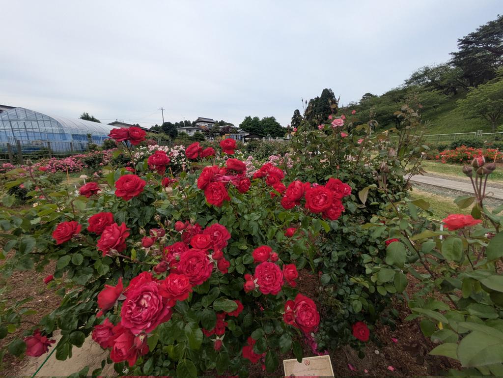 ht_1977's tweet photo. 桜で有名な国花苑ですが、この時期バラもキレイです😊

ピークではないかもしれませんが、まだまだ十分に楽しめます✨ https://t.co/gIGbjgVWNw