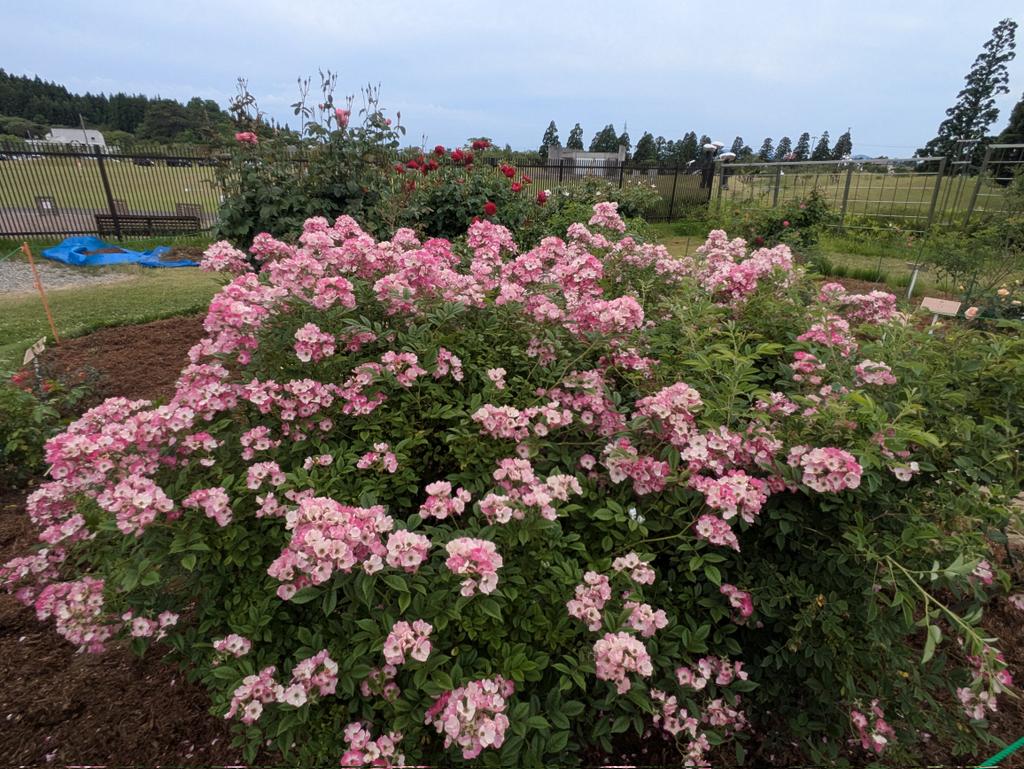 ht_1977's tweet photo. 桜で有名な国花苑ですが、この時期バラもキレイです😊

ピークではないかもしれませんが、まだまだ十分に楽しめます✨ https://t.co/gIGbjgVWNw